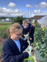 Primary 7 enjoying our school garden.