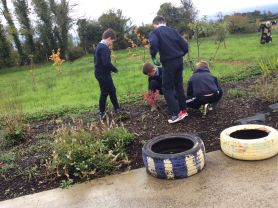 P6 tidy up the garden area with Frances